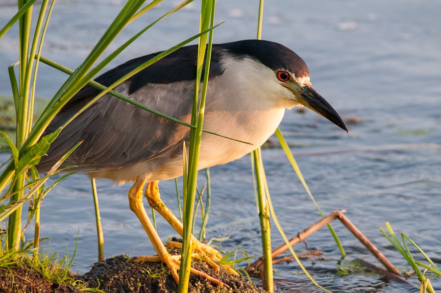 Go Birding with the Horicon Marsh Boat Tours Before the Season is Over